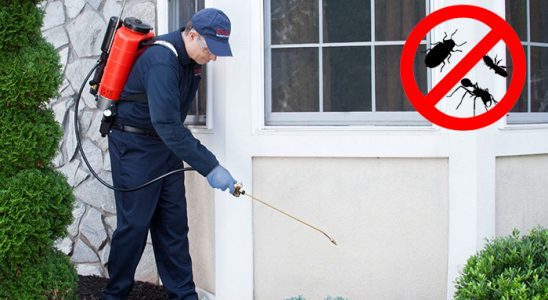 Şalpazarı Fare İlaçlama böcek ilaçlama ve haşere kontrolü — ilaclama-tr.com